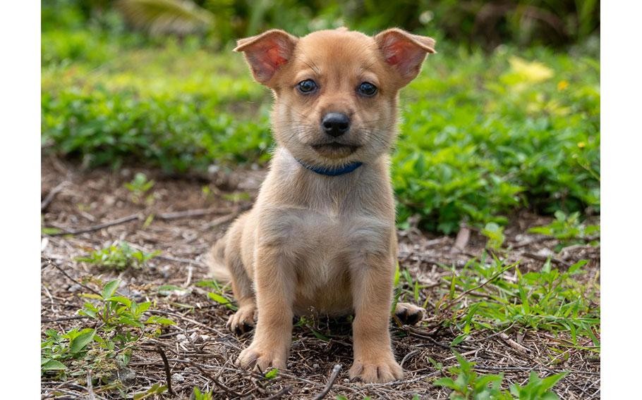 (Brown chihuahua mix pup | 8 weeks old | female | up to date with vaccines | microchipped | spayed)