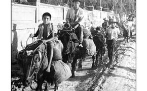 As the battle for Guam advanced from the beachheads and the concentration camps were liberat-ed, people began traveling from the camps or their jungle hideouts to safety behind the front lines. Above, boys on carabaos and on foot are part of the stream of people fleeing the fighting be-tween the Japanese and American forces. Photos and Illustration courtesy of War in the Pacific National Historic Park