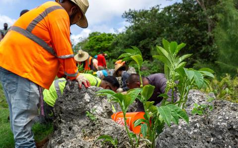 Photo Of The Marine Corps Base Camp Blaz’s natural resources team and contractors with Pacific Federal Management out plant host plants for the endangered Mariana eight-spot butterfly, Mason Range, MCB Camp Blaz.
