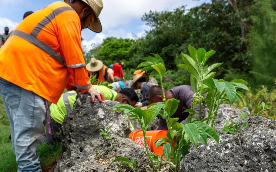 The Marine Corps Base Camp Blaz’s natural resources team and contractors with Pacific Federal Management out plant host plants for the endangered Mariana eight-spot butterfly, Mason Range, MCB Camp Blaz, Guam.