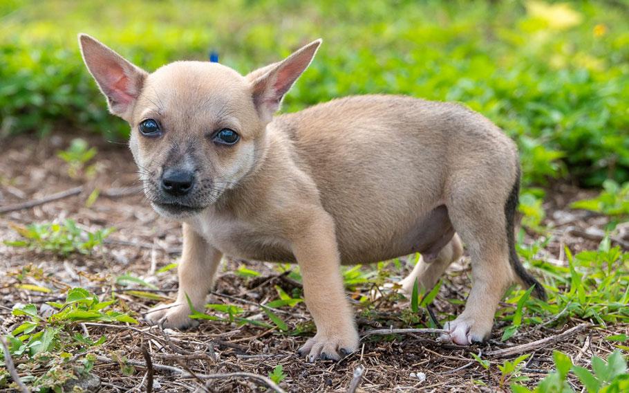 (Tan chihuahua mix pup | 8 weeks old | male | microchipped | up to date with vaccines | neutered)