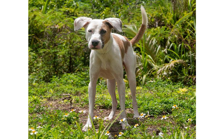 (White and Brown Dog | 2 years old | male | up to date with vaccines)