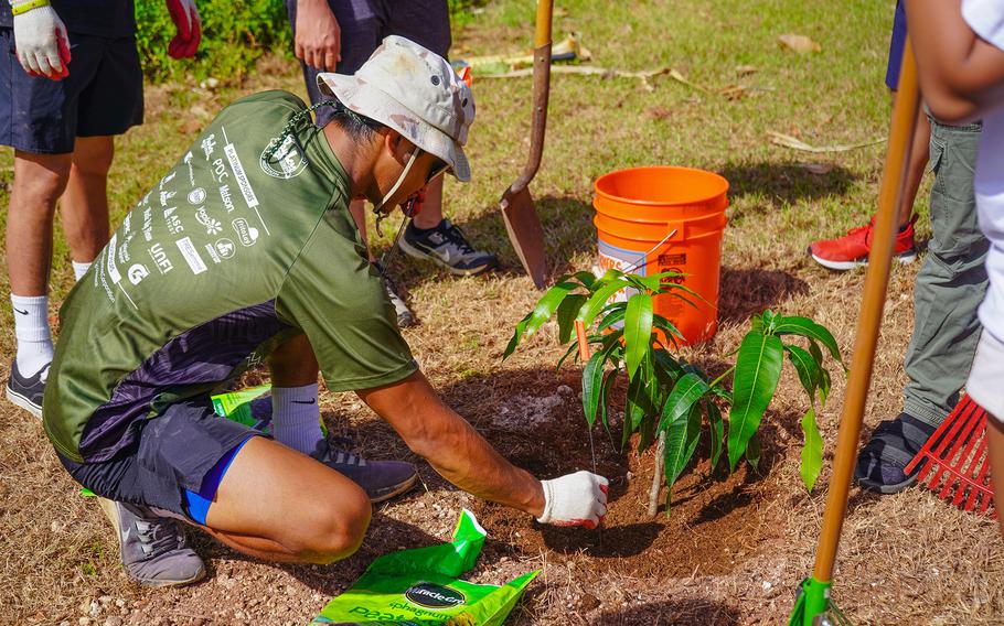 A University of Guam agriculture student plants a grafted mango tree on the UOG campus on May 3. Photos courtesy of University of Guam