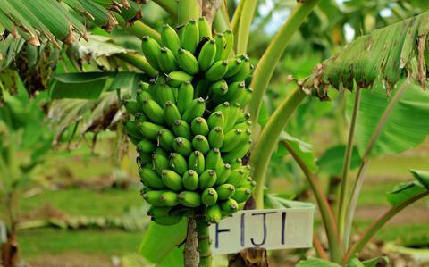 Photo Of A bunch of ‘Fiji’ bananas grows at the UOG Inalåhan Research & Education Center. In a recent variety trial, ‘Fiji’ was found to be a good variety for commercial production in Guam due to its rapid growth, short timeframe from flowering to harvest of about three to four months, and tolerance to local insect pests and diseases.