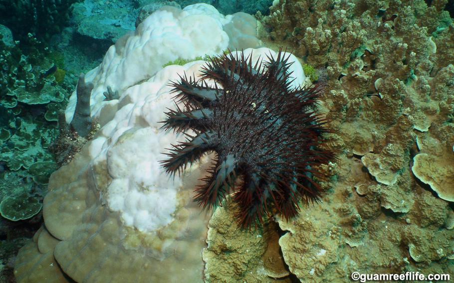 The Crown of Thorns Starfish has been reproducing at high levels causing trouble for coral reefs surrounding Guam.