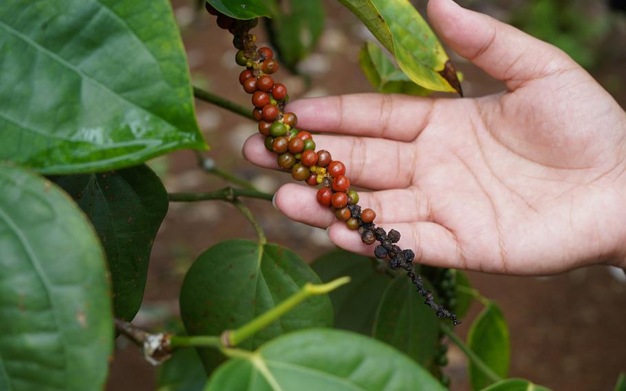 Black pepper berries growing on a farm in Pohnpei.