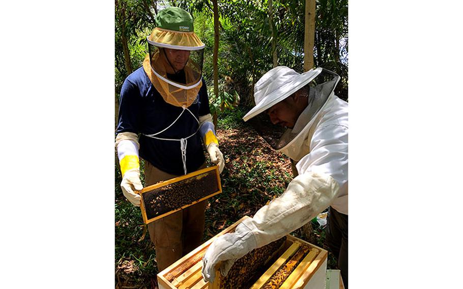 Beginner beekeeper Mario Martinez, left, and Guam Beekeepers Association President Chris Rosario check the health of Martinez’s bee colony. Martinez is one of 20 new beekeepers on island under the USDA-funded Beginning Farmer & Rancher Development program at the University of Guam. Photos courtesy of University of Guam