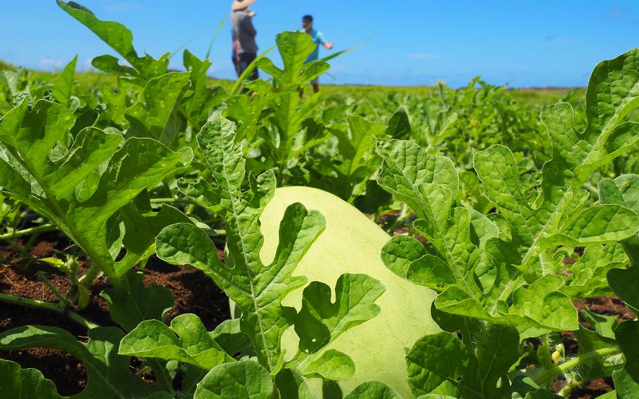 A watermelon nestled among its vines on a clear, sunny day on a southern Guam farm. Watermelon thrive in warm climates and grow well in Guam’s dry season.