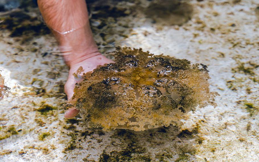 An upside-down jellyfish exposes the photosymbiotic algae living inside its arms toward the sun. Upside-down jellyfish spend most of their time with their bells resting on the seafloor of shallow, coastal waters and use the symbiotic relationship with algae to obtain food. Photos courtesy of Guam NSF EPSCoR, University of Guam