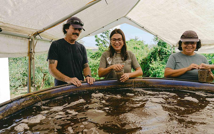 From left, UOG Sea Grant aquaculture specialist David Crisostomo, Guåhan Sustainable Culture president Michelle Crisostomo, and GSC vice president Marlyn Oberiano feed the tilapia fish stock in the GSC aquaculture tank. UOG SG and GSC will hold a workshop on aquaculture on Saturday, Jan. 28, at the Sagan Kotturan CHamoru in Tamuning. Photo courtesy of University of Guam