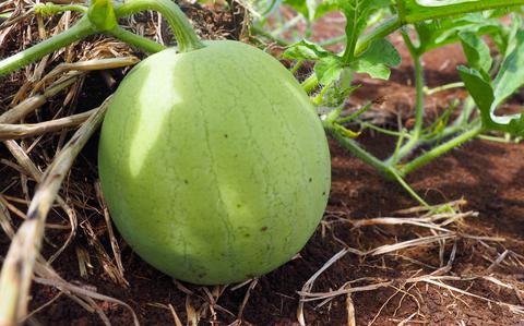 Photo Of A watermelon sits on the red dirt of a southern Guam farm.