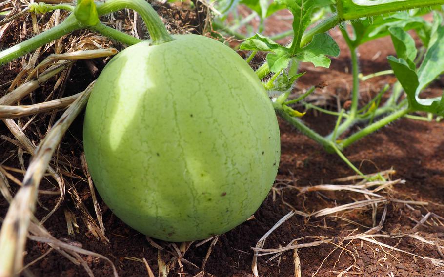 A watermelon sits on the red dirt of a southern Guam farm.