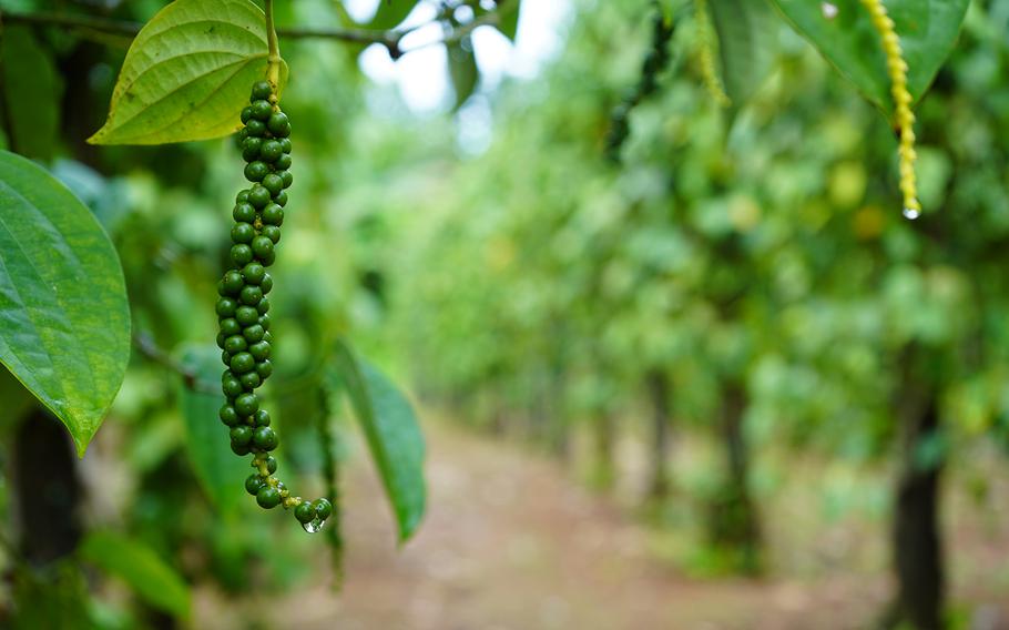 black pepper plants growing on the COM-FSM campus in Pohnpei