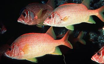 Sargocentron spiniferum or Sabre Squirrelfish, the largest member of the family Holocentridae (Squirrelfishes and Soldierfishes)