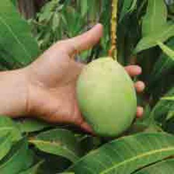 Green Mango Salad – Island style