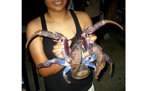 Photo Of Taste of Guam: Bite into island's tasty land crabs