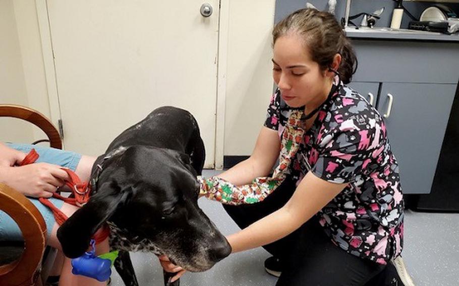 U.S. Army Capt. (Dr.) Lorimay Melendez performs a physical exam of a service member’s dog at the Alexander T. Augusta Military Medical Center, Fort Belvoir, Virginia, May 2023. Melendez is a new U.S. Army Veterinary Corps officer assigned to the first-year graduate veterinary education program, where she’ll develop skills in animal care, food protection, veterinary public health, leadership, communication, and collaboration. Military veterinarians are experts in keeping animal companions, military working d