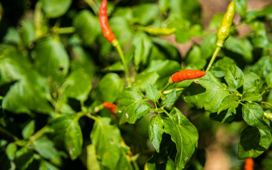boonie peppers