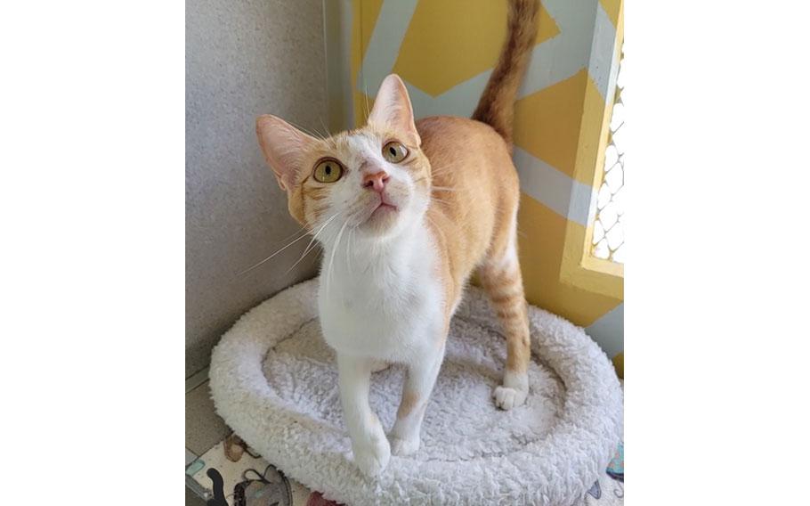 Wella: (Orange and white tabby | 1 year and 6 months old | female | up to date with vaccines)