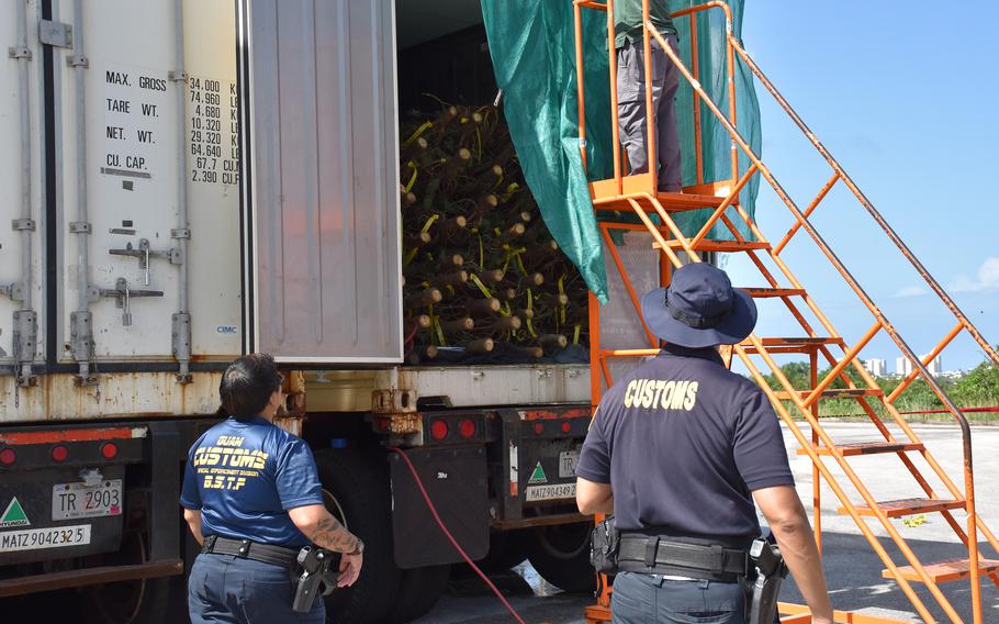 Guam Customs and Quarantine Agency Biosecurity Task Force officers provide oversight of fumigation and inspection protocols on a shipping container of fresh Christmas trees on Dec. 2, 2024 at a local business establishment in Tamuning.