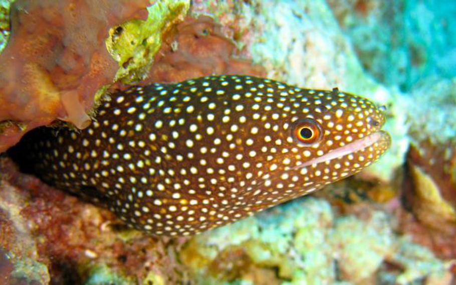 fish in Gun Beach sea