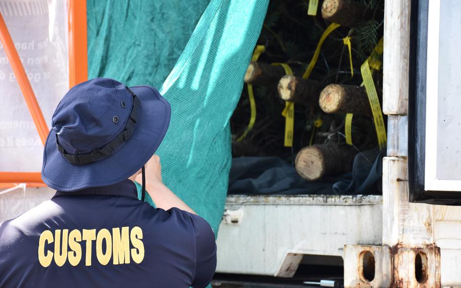 A Guam Customs and Quarantine Agency Biosecurity Task Force officer peers into a shipping container of fresh Christmas trees during a scheduled fumigation treatment and inspection on Dec. 2, 2024 at a local business establishment in Tamuning.