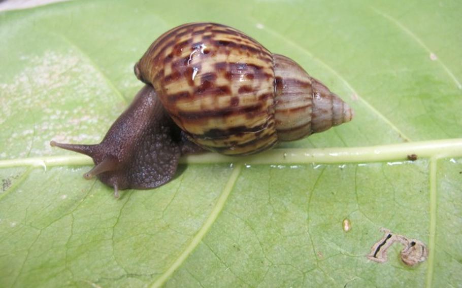 Giant African Snail on leaf.