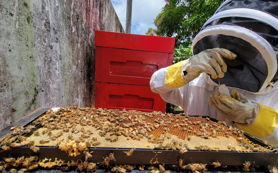 University of Guam biology graduate student Jonae Sayama takes pollen samples from a honeybee comb of a Guam apiary during her thesis research on pollen in 2022.