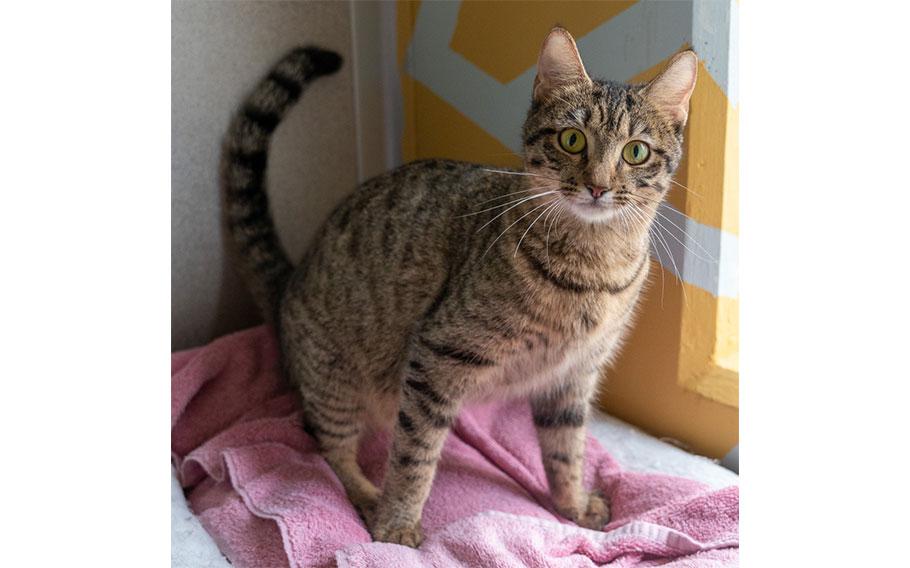 Ash: (Brown tabby | 1 year old | female | up to date with vaccines | microchipped | spayed)