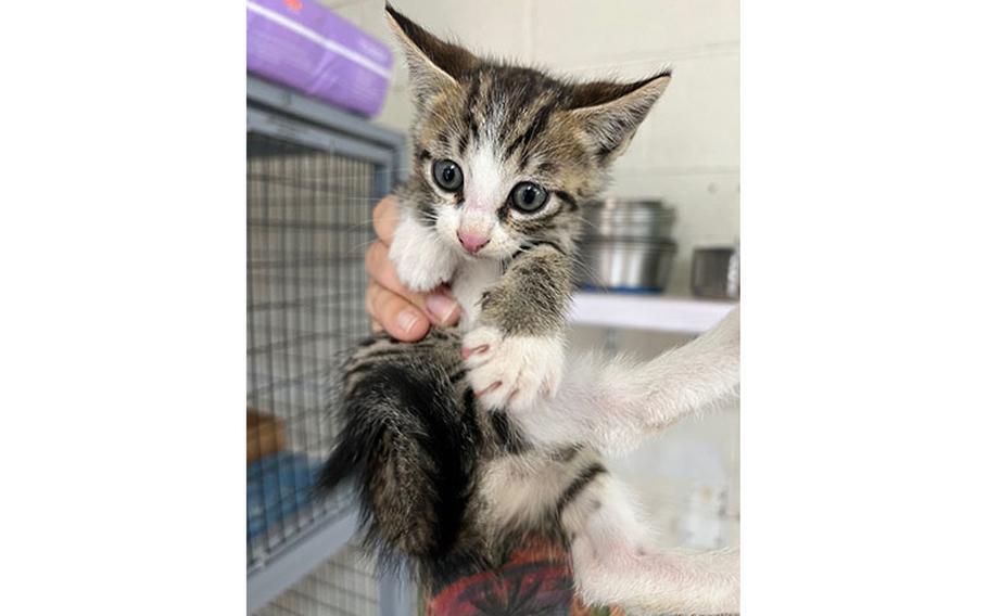 Kiwi: (Grey and white tabby kitten |9 weeks old | male | up to date with vaccines)