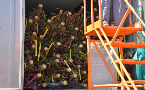 Photo Of Fresh Christmas trees lay within a shipping container during a scheduled fumigation treatment and inspection for invasive pests on Dec. 2, 2024 at a local business establishment in Tamuning.