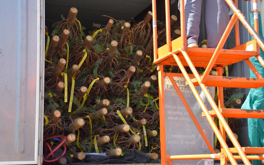 Fresh Christmas trees lay within a shipping container during a scheduled fumigation treatment and inspection for invasive pests on Dec. 2, 2024 at a local business establishment in Tamuning.