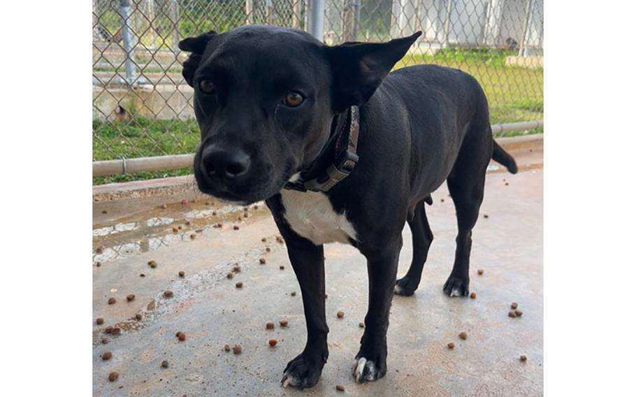 Tani: (Black & White Pitbull Mix | 2 years old | female | up to date with vaccines)