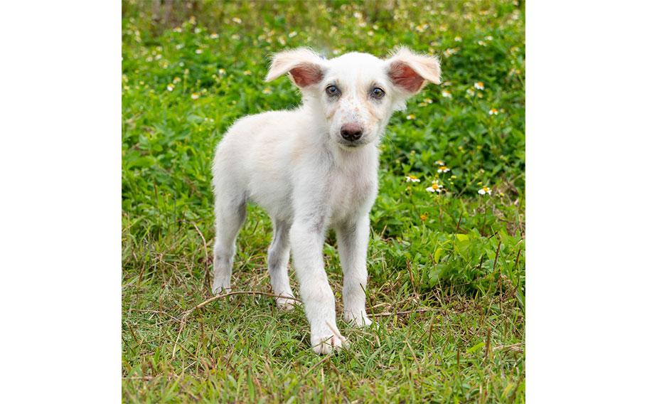 Chloe: (White & fluffy| 13 weeks old | female | up to date with vaccines | neutered | microchipped)