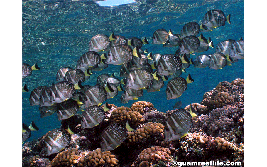 Acanthurus guttatus, also known as hamoktan or whitespotted surgeonfish, was one on the species studied in the Mariana Islands.