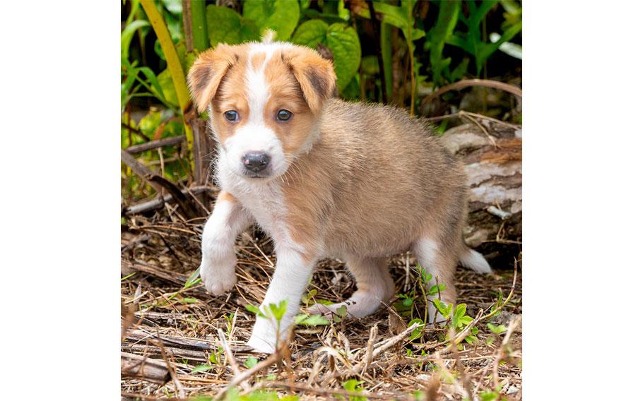 Sweetie: (Brown & white | 10 weeks old | female | up to date with vaccines | microchipped | spayed)