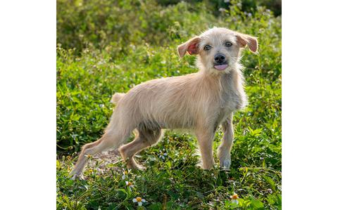 Photo Of Reno: (Shih Tzu/Wire haired terrier Mix | 17 weeks old | male | up to date with vaccines | neutered | microchipped)