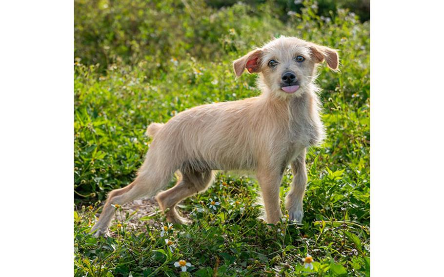 Reno: (Shih Tzu/Wire haired terrier Mix | 17 weeks old | male | up to date with vaccines | neutered | microchipped)