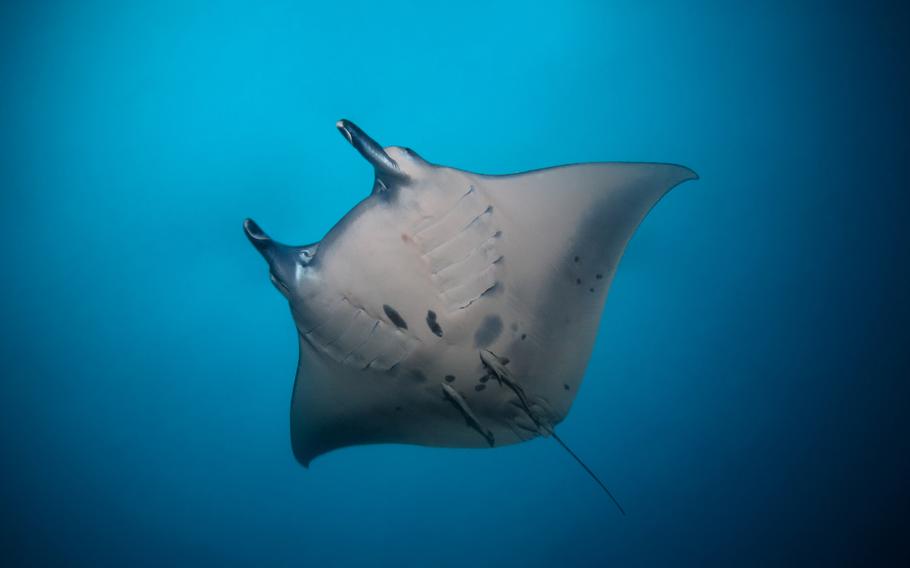 a manta is swimming.