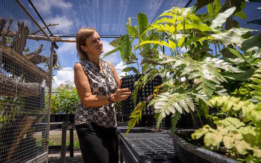 UOG CIS Associate Director for Natural Resources Else Demeulenaere tends to plants in the nursery.  The UOG CIS team has been working to preserve many endangered species and is welcome the public for tours this Friday. 