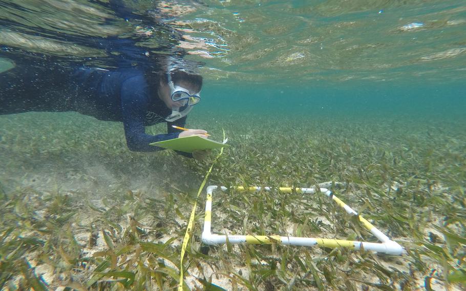 A person is snorkelling in the shallow beach for their research.