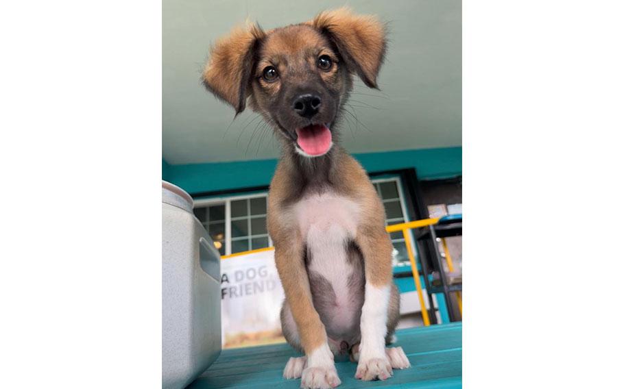 (Tricolor pup | 8 weeks old | female | up to date with vaccines)