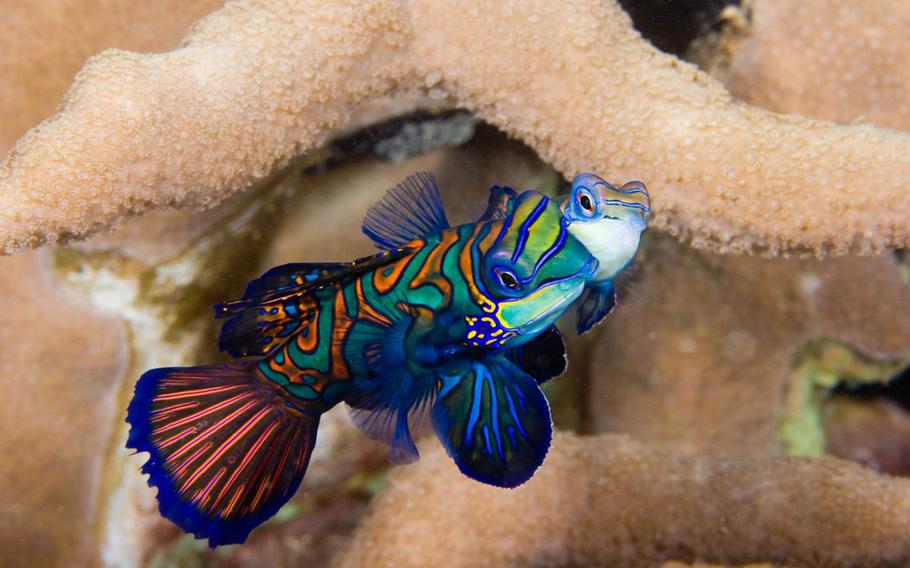 Vibrantly colored Mandarinfish spotted on Yap’s Reefs.