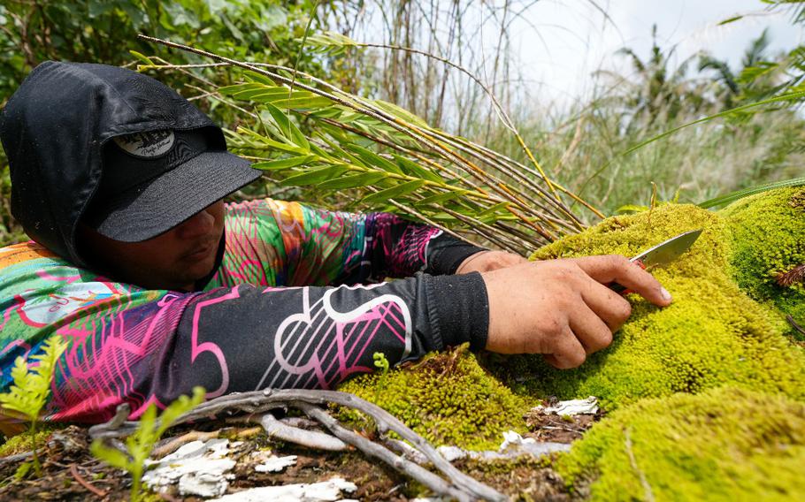 Sigfrido Sanchez uses a pocketknife to detach a Dendrobium guamense orchid from a fallen yoga trunk.  The native species depend on the yoga tree to support them and provide a base for their growth.