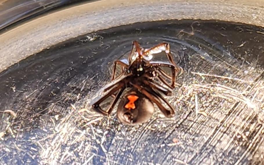 A venomous black widow spider sits in a specimen dish after being discovered on a vessel originating from Hawaii on July 15, 2025 at the Jose D. Leon Guerrero Commercial Port. 