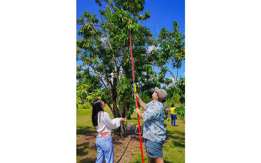 University of Guam agriculture majors Charlene Badajos and Francisco “Kiko” Blaz harvest eggfruit during a fruit production workshop held on March 9 at UOG’s agricultural research station in Yigo. The university will be hosting an Avocado Production Workshop on Saturday, June 1.