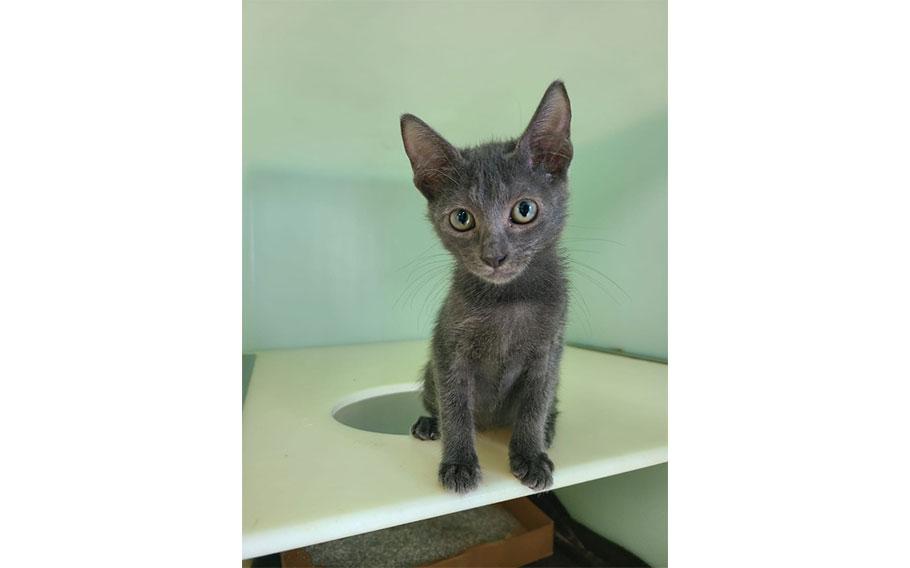 Cola: (Russian Blue Feline | 13 weeks old | female | up to date with vaccines)