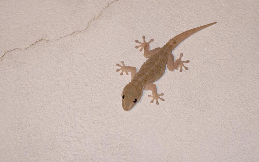 A gecko on the wall.