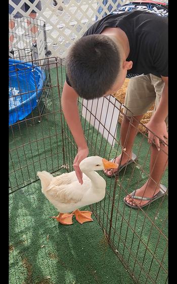 A local youth makes a new friend at the Goats & Giggles petting zoo at the Tumon Night Market.