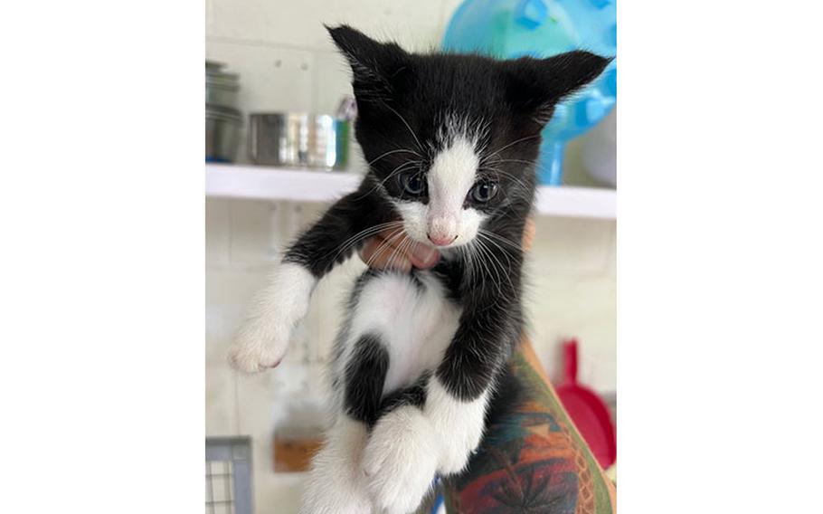 Kiwano: (black and white kitten | 9 weeks old | male | up to date with vaccines)